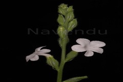 Buchnera hispida